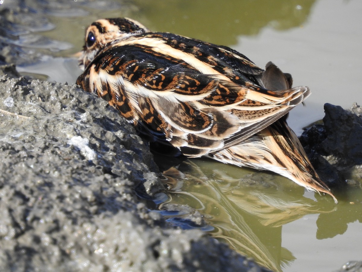 コシギ - ML643697251