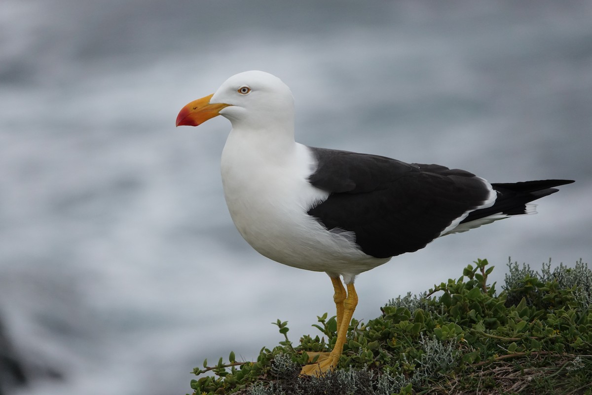 Pacific Gull - ML643697252