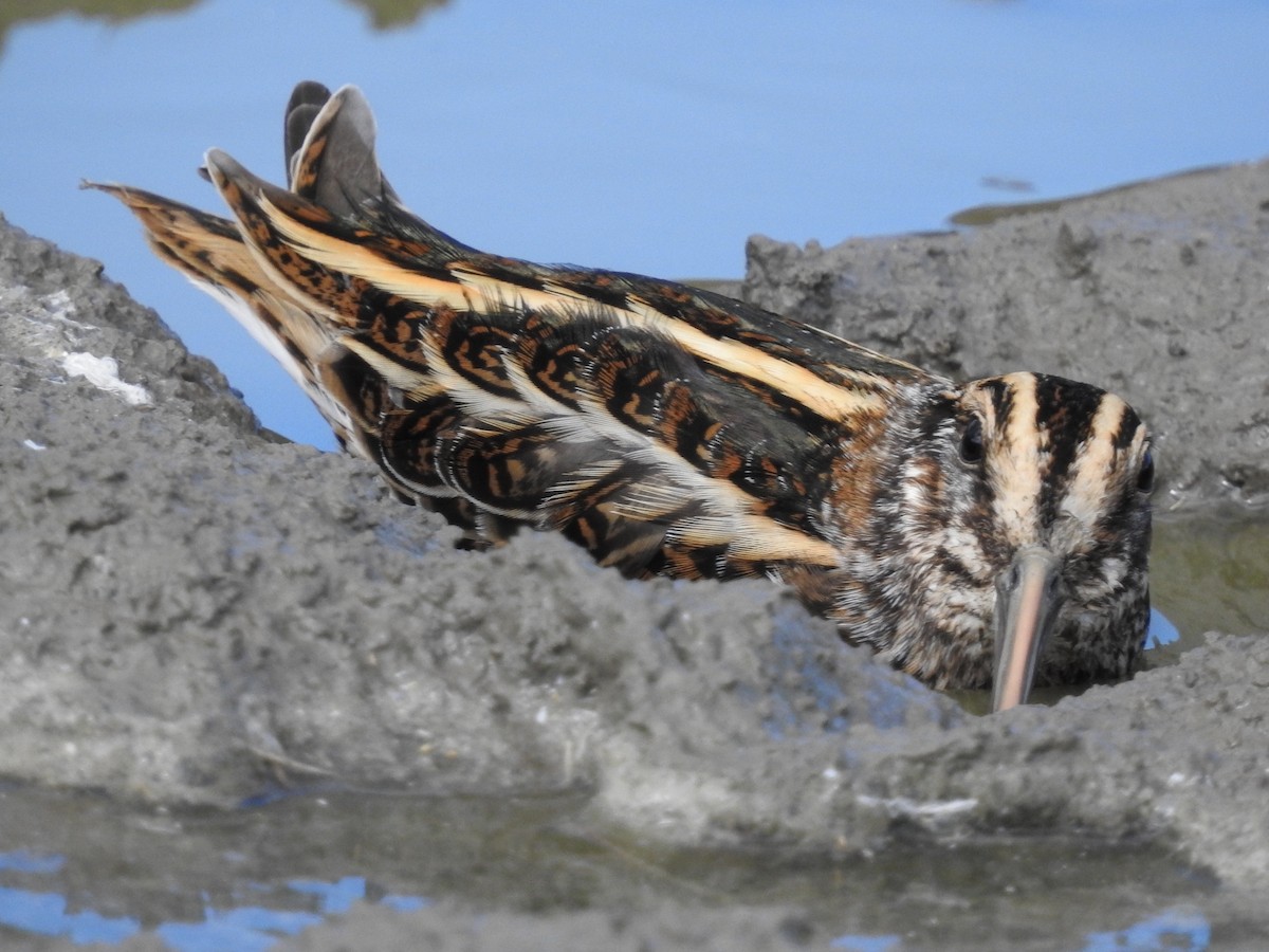 コシギ - ML643697253