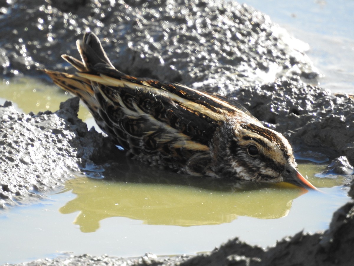 コシギ - ML643697254