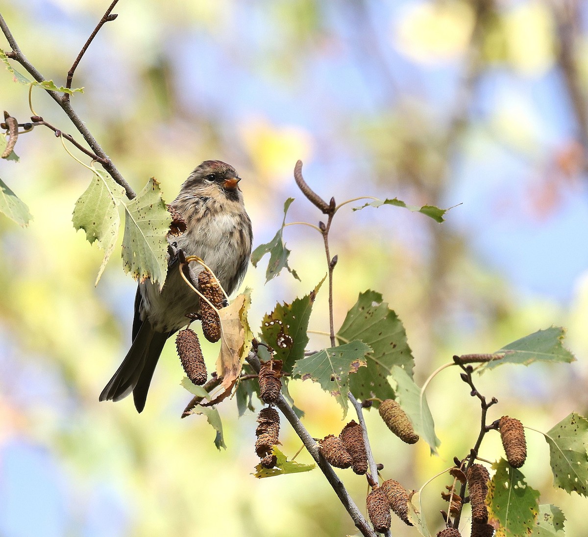 普通朱頂雀 - ML643697255
