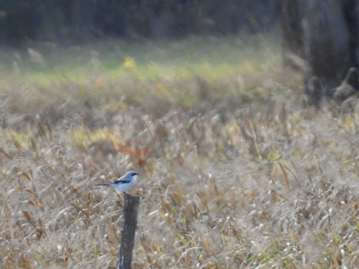 ヨーロッパオオモズ - ML643697273