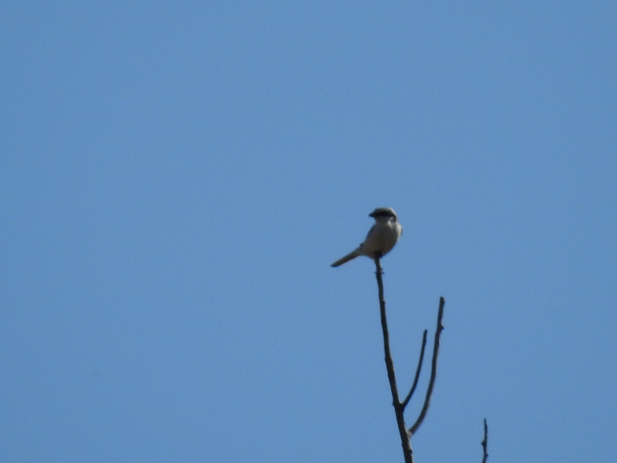 ヨーロッパオオモズ - ML643697274