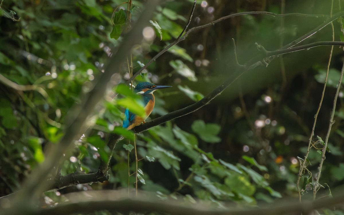 Common Kingfisher - ML643697309