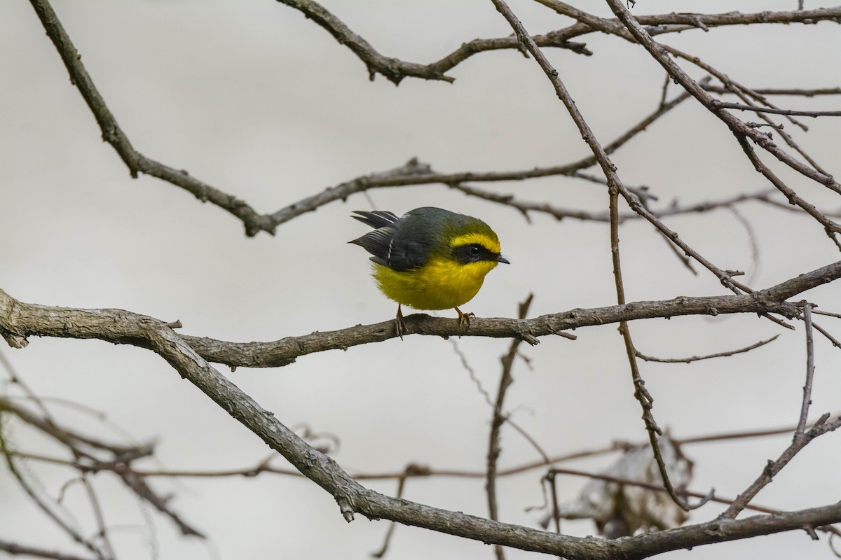 Chélidorhynque à ventre jaune - ML643697330