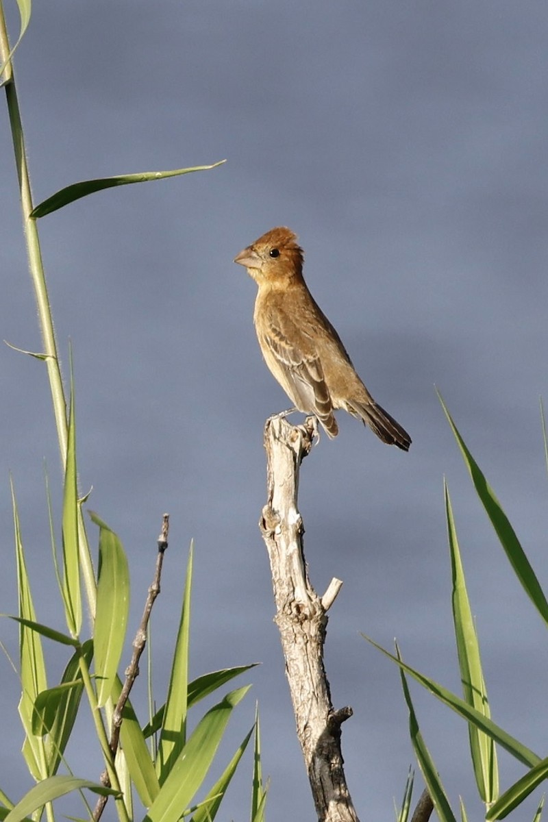 Blue Grosbeak - ML643697331