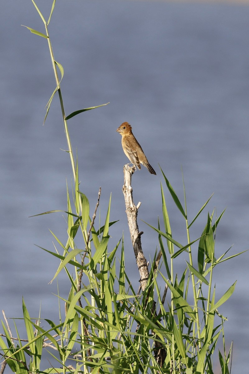 Blue Grosbeak - ML643697332