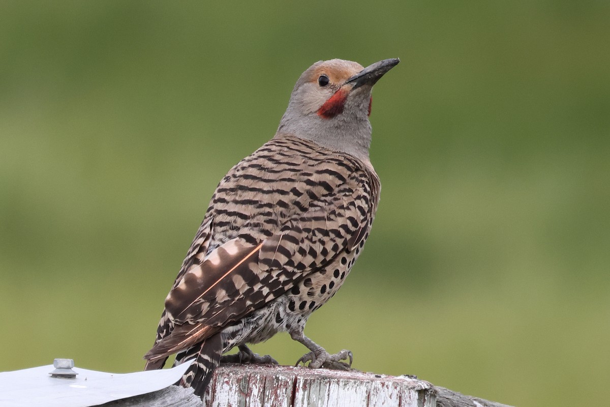 Northern Flicker - ML643697333