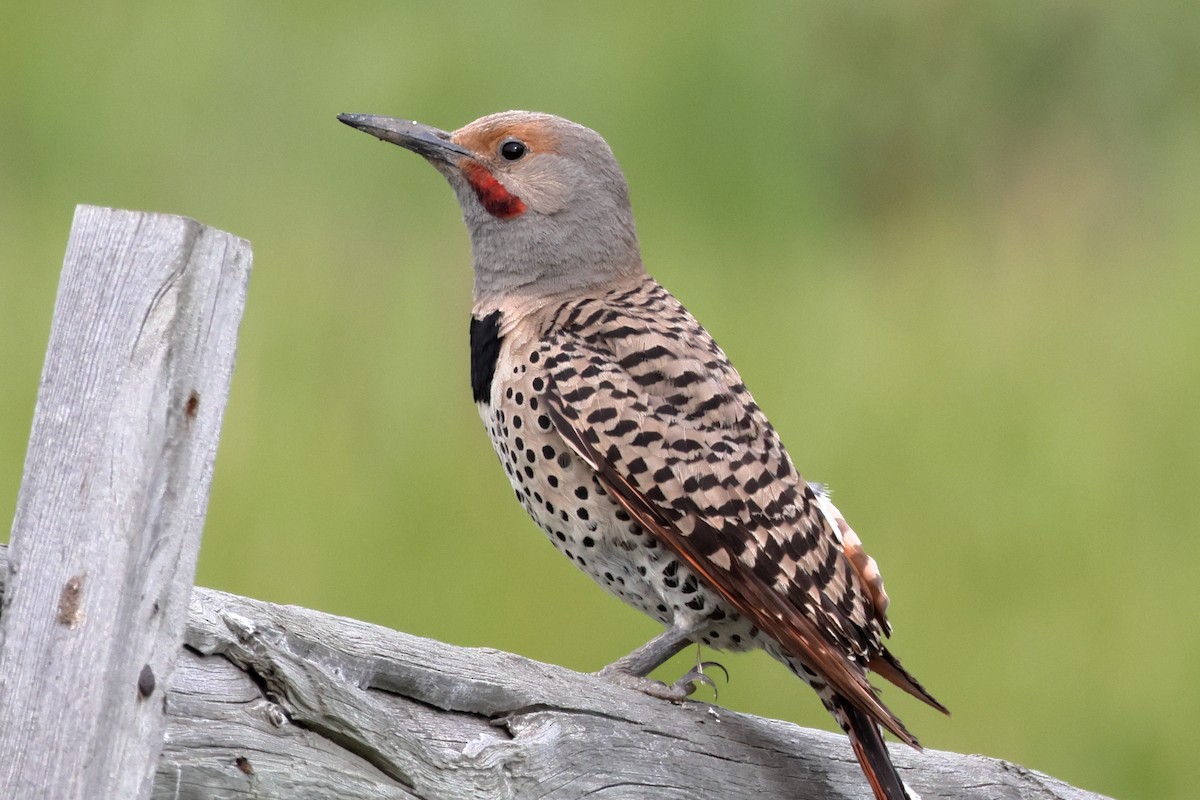 Northern Flicker - ML643697336