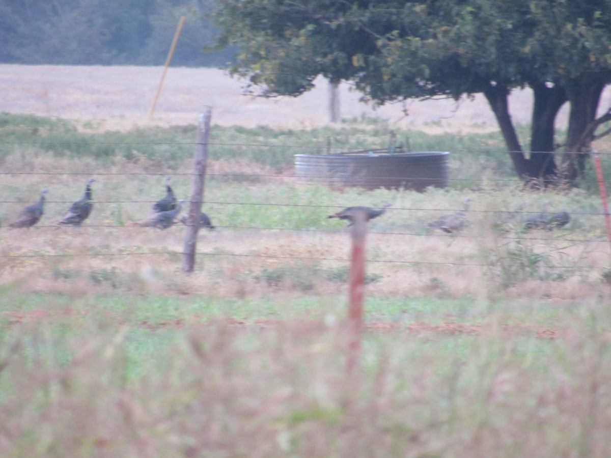 Wild Turkey - ML643697342