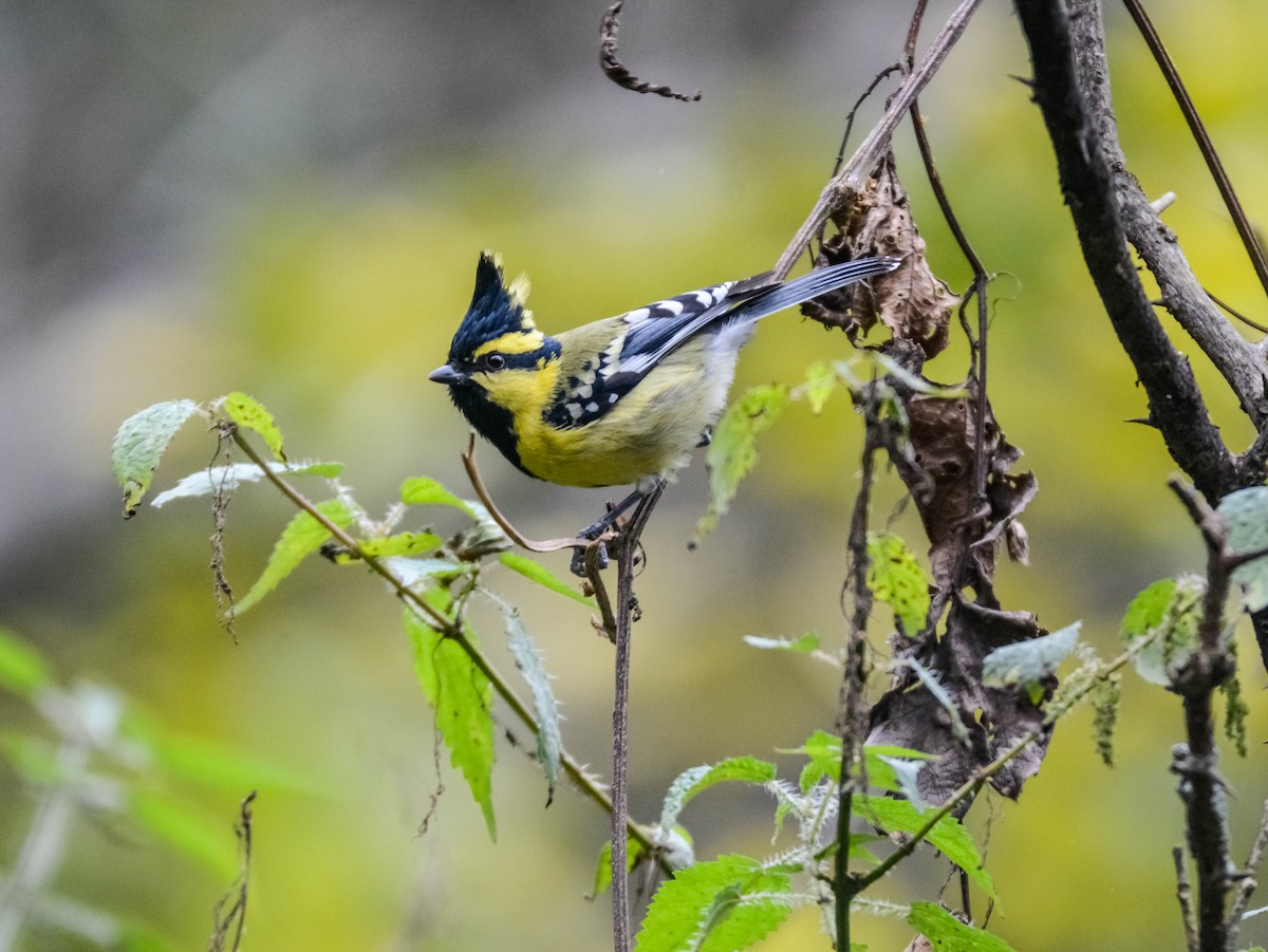 Himalayan Black-lored Tit - ML643697353