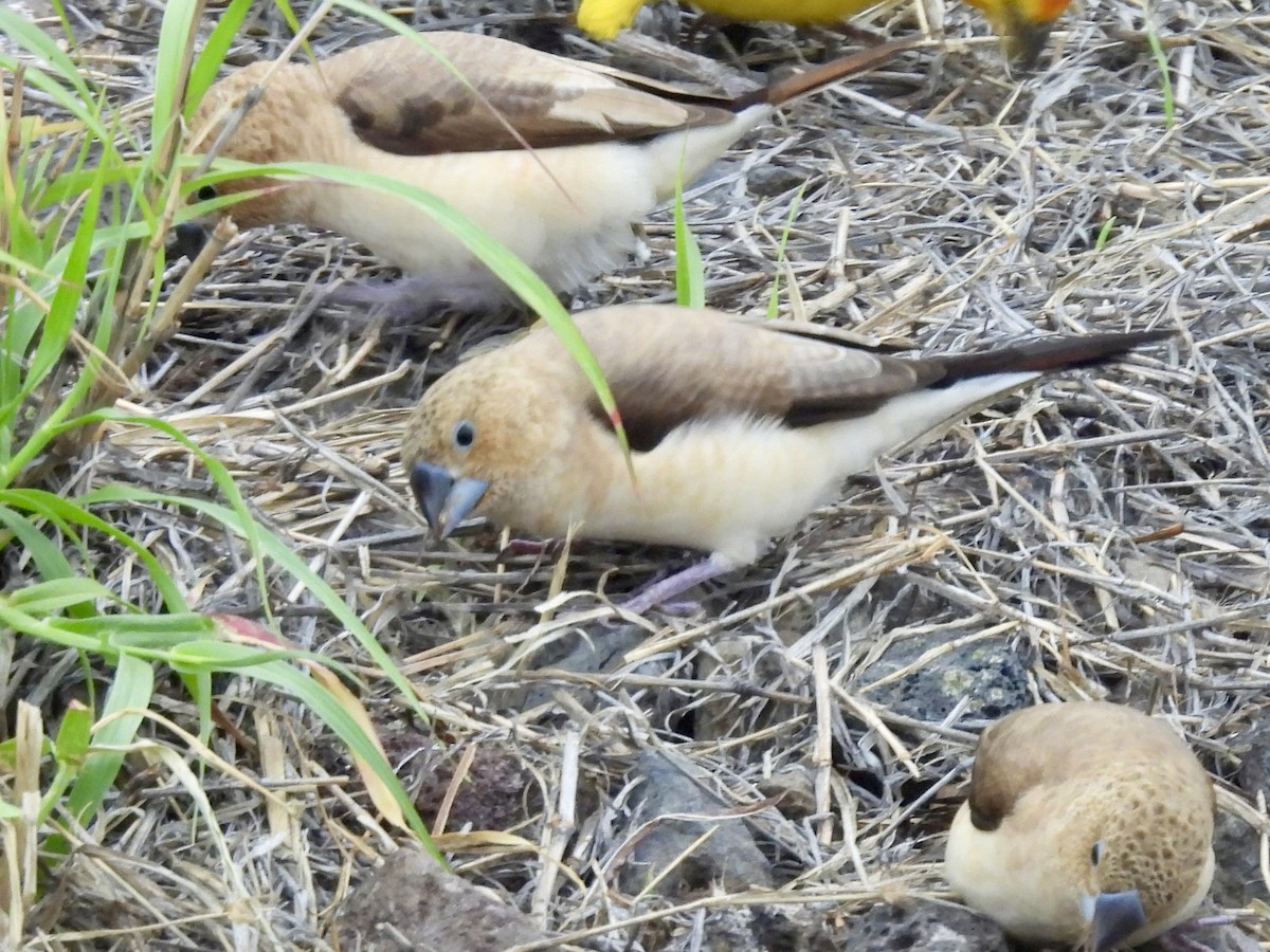 African Silverbill - ML643697354