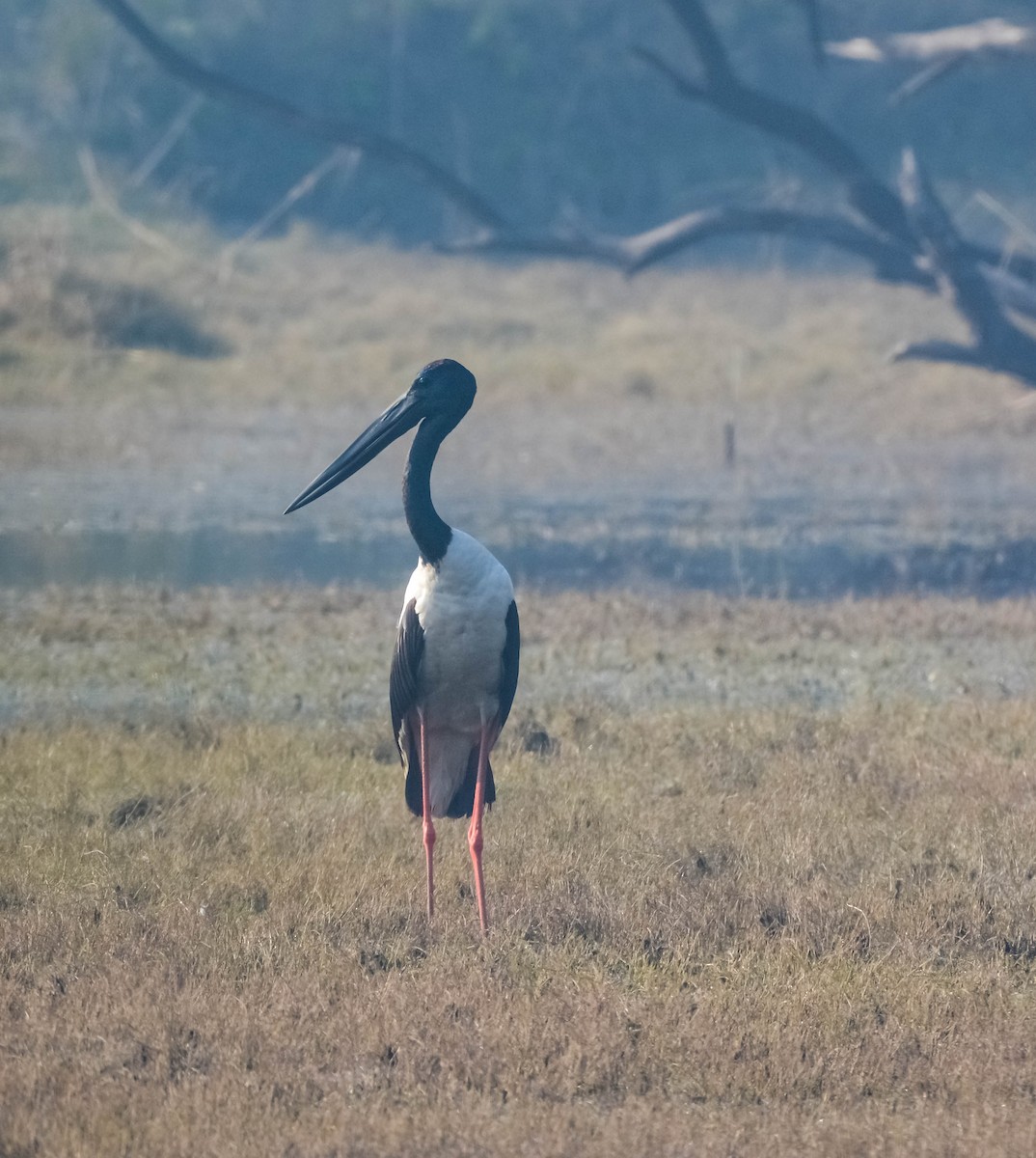 Black-necked Stork - ML643697361