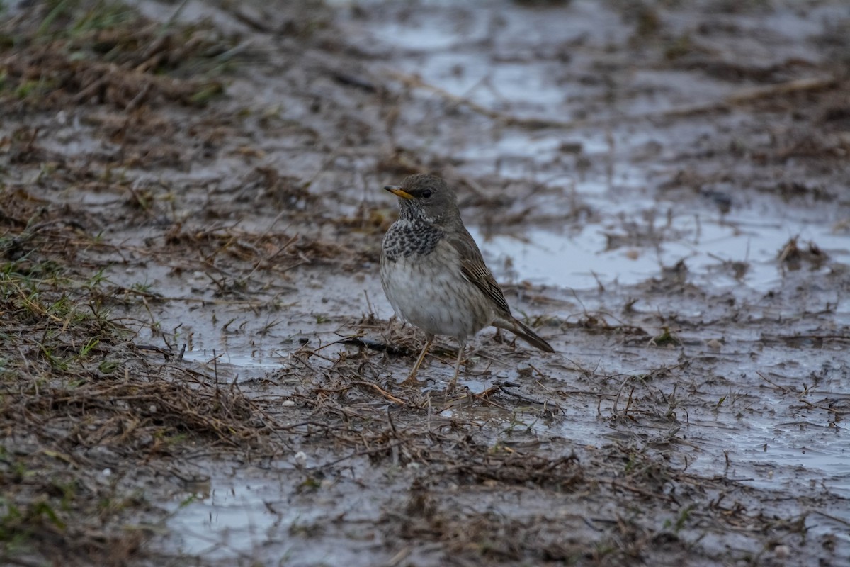 Дрізд чорноволий - ML643697367