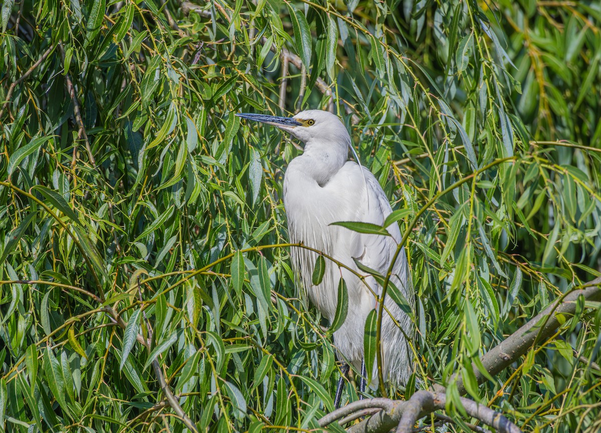 Little Egret - ML643697380