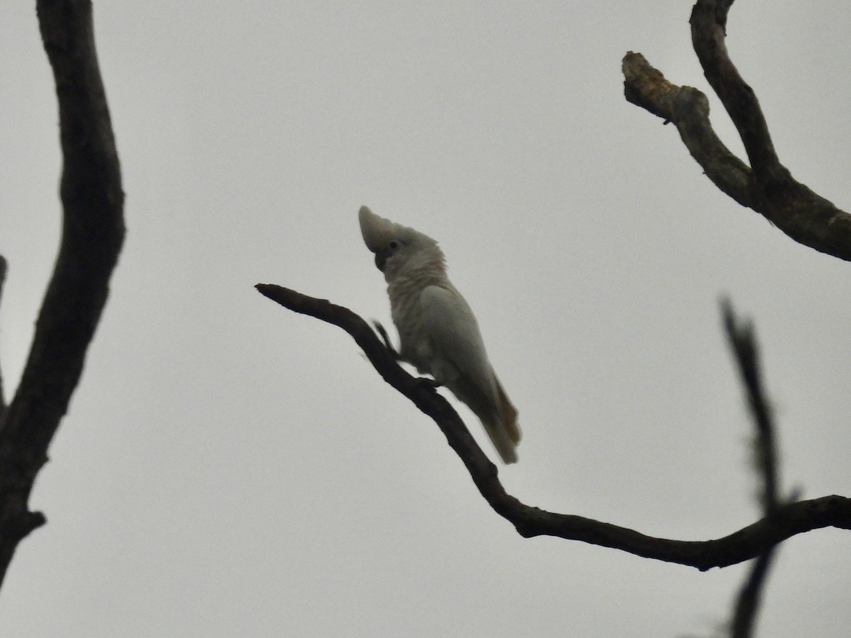 Tanimbar Corella - ML643697381
