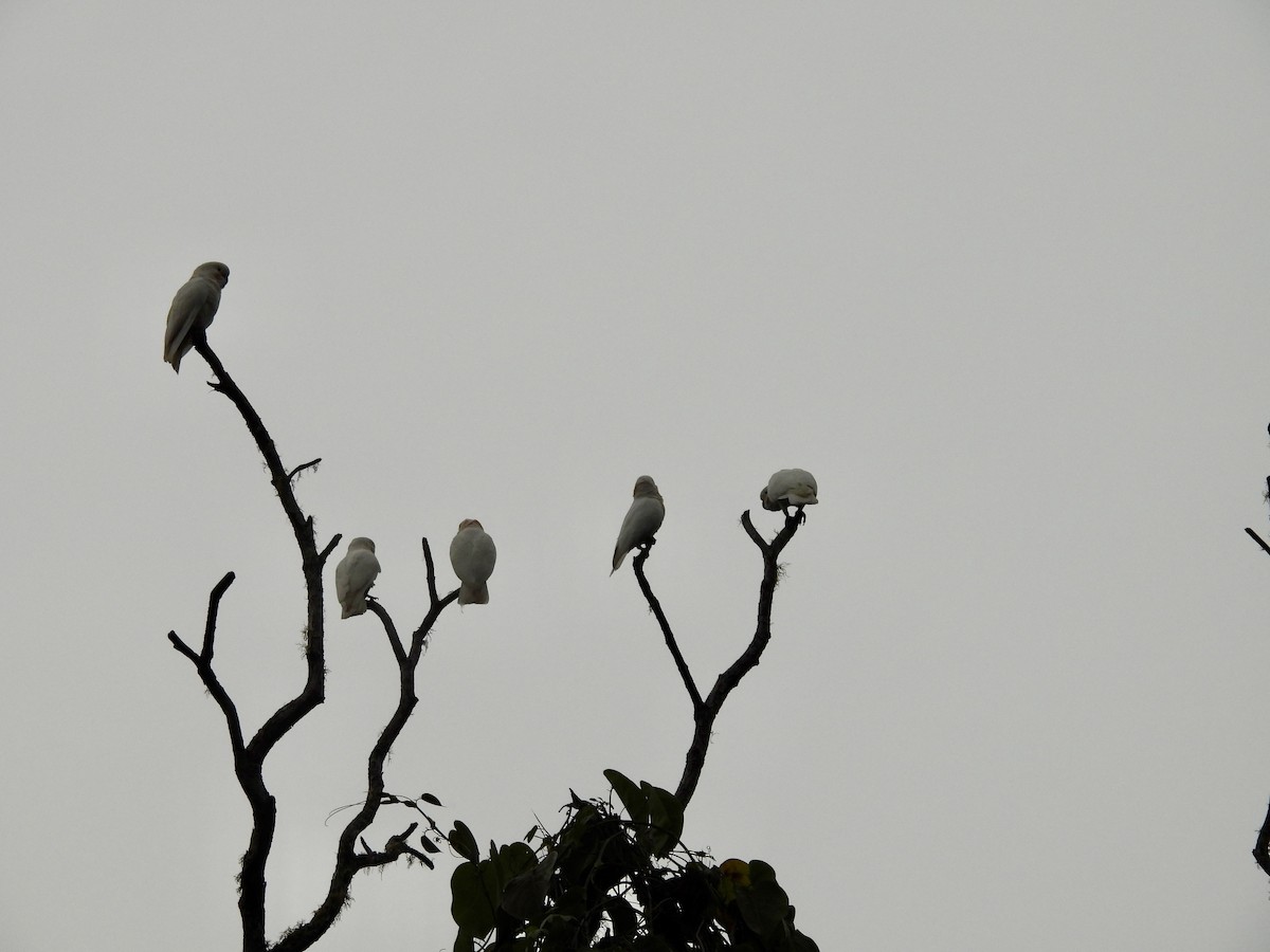 Tanimbar Corella - ML643697382