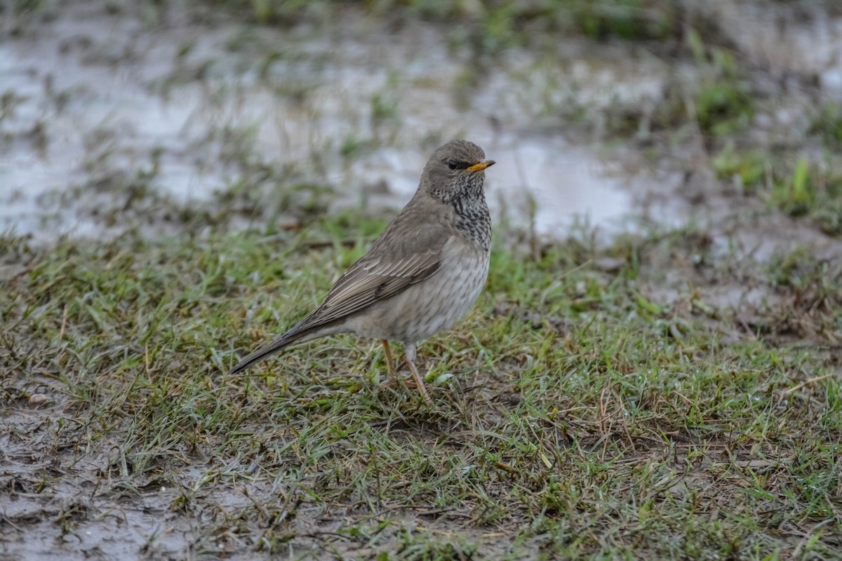 Дрізд чорноволий - ML643697390