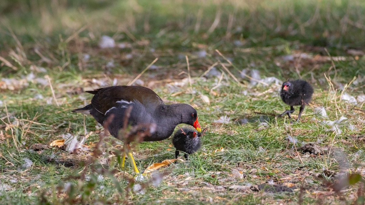 Eurasian Moorhen - ML643697392