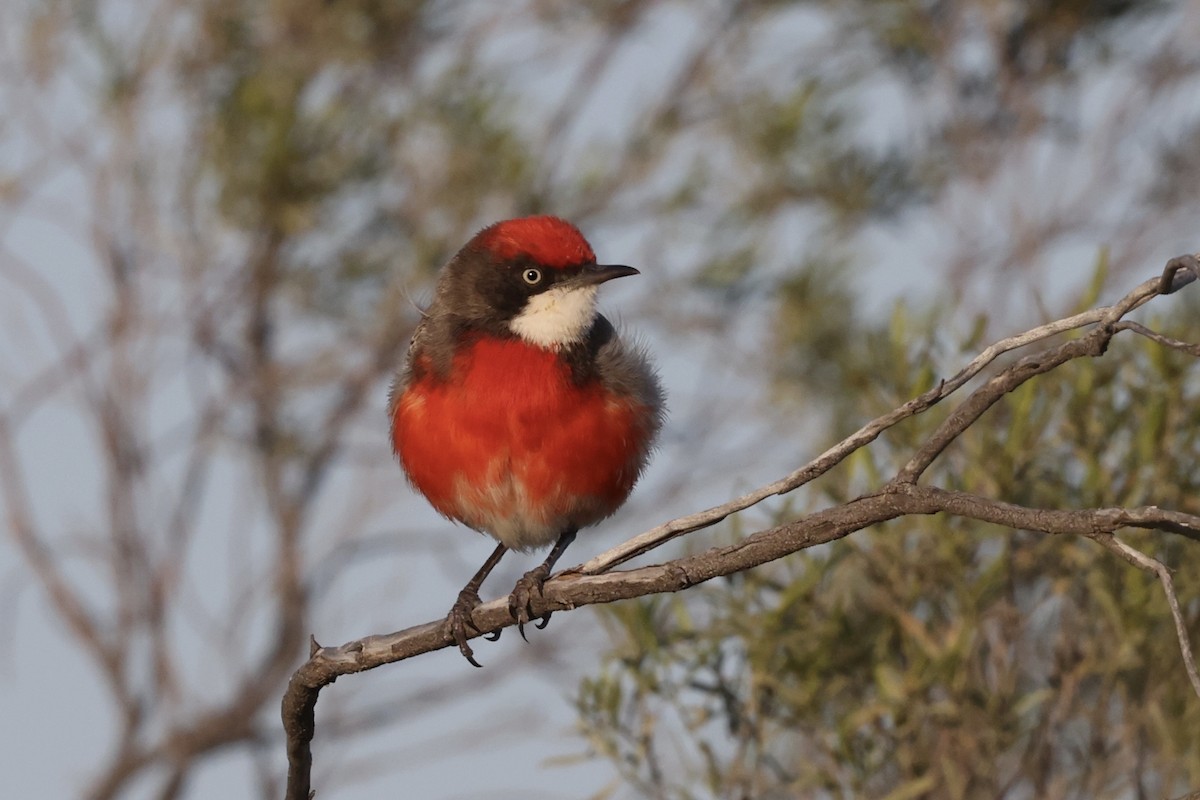 Crimson Chat - ML643697395