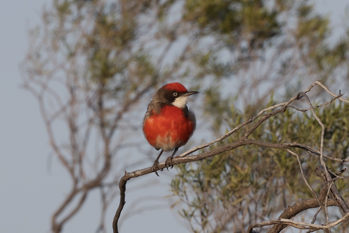 Crimson Chat - ML643697397