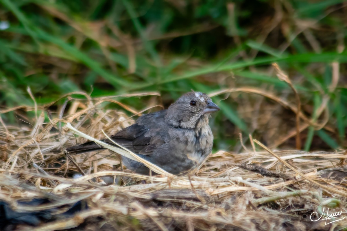 Canyon Towhee - ML643697412