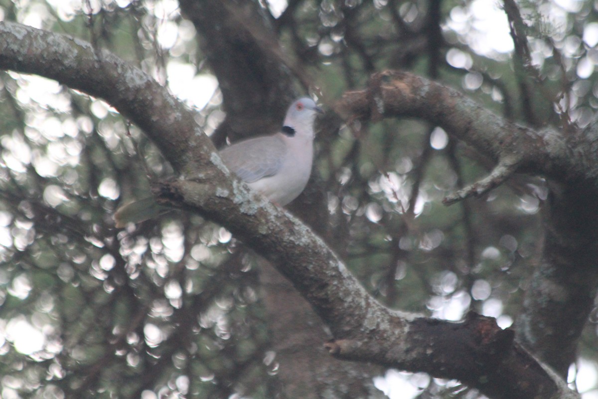 klagedue - ML643697415