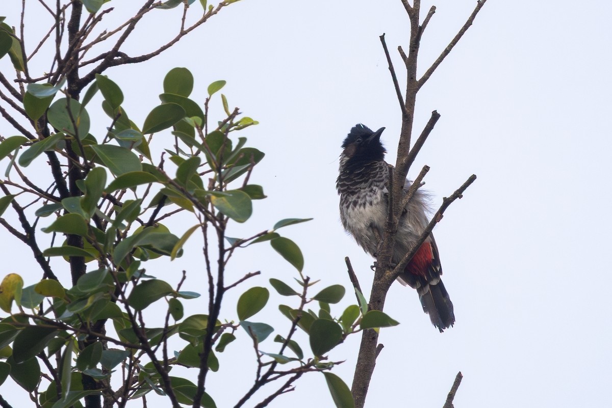 Red-vented Bulbul - ML643697446