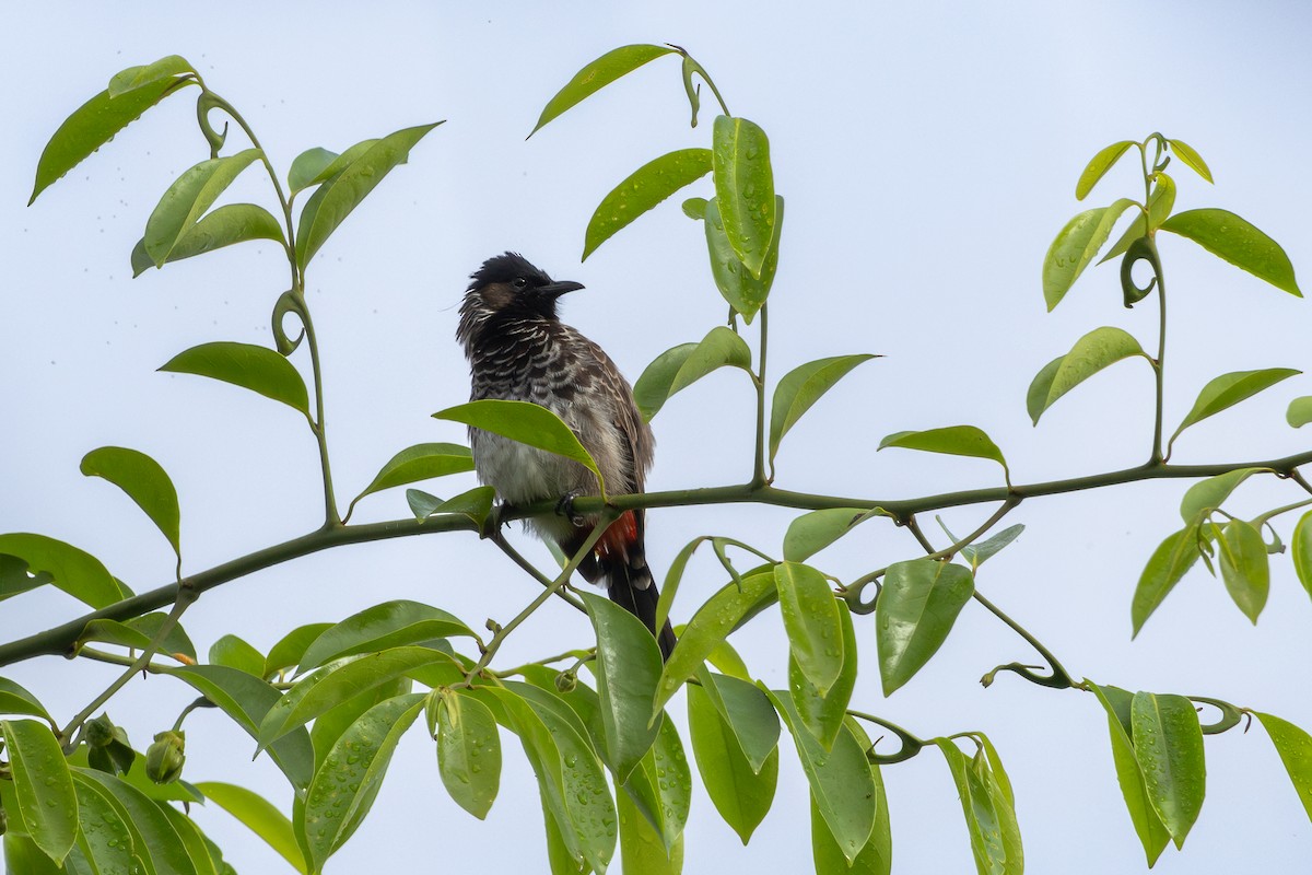 Red-vented Bulbul - ML643697447