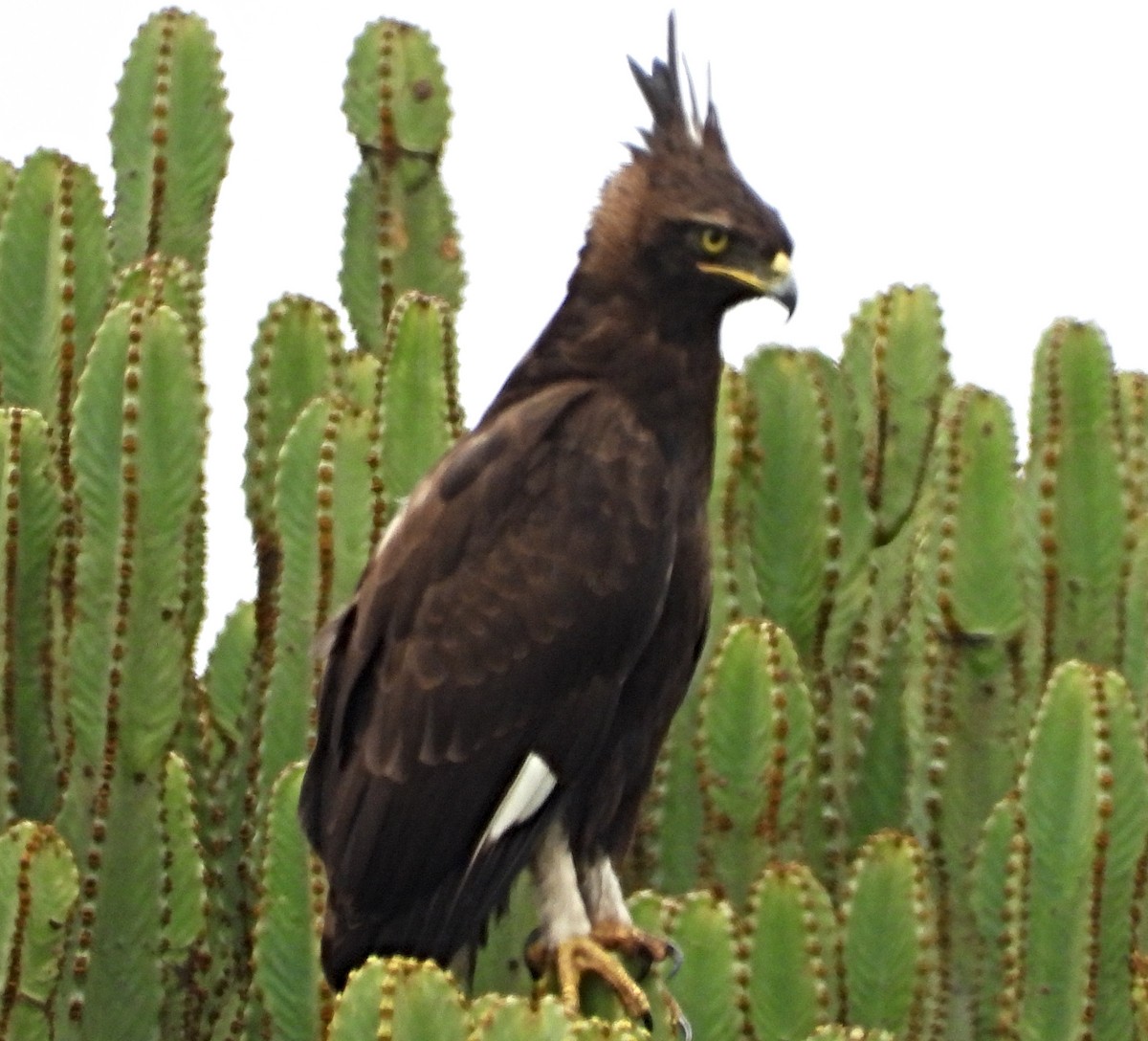 Long-crested Eagle - ML643697468