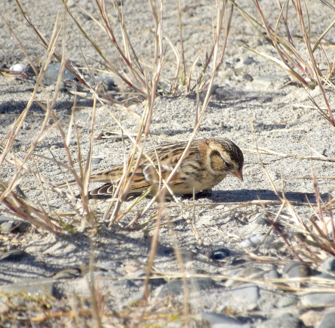 Lapland Longspur - ML643697474