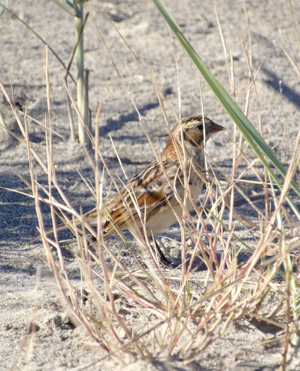 Lapland Longspur - ML643697475