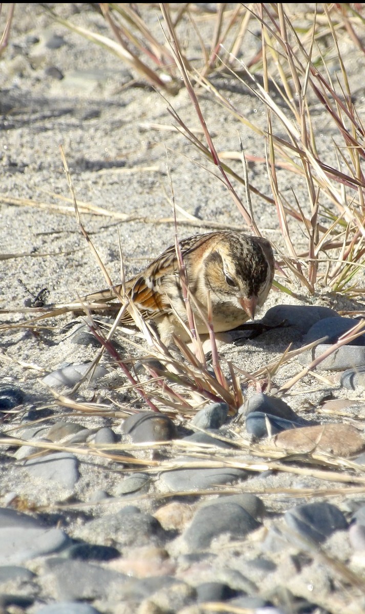Lapland Longspur - ML643697476