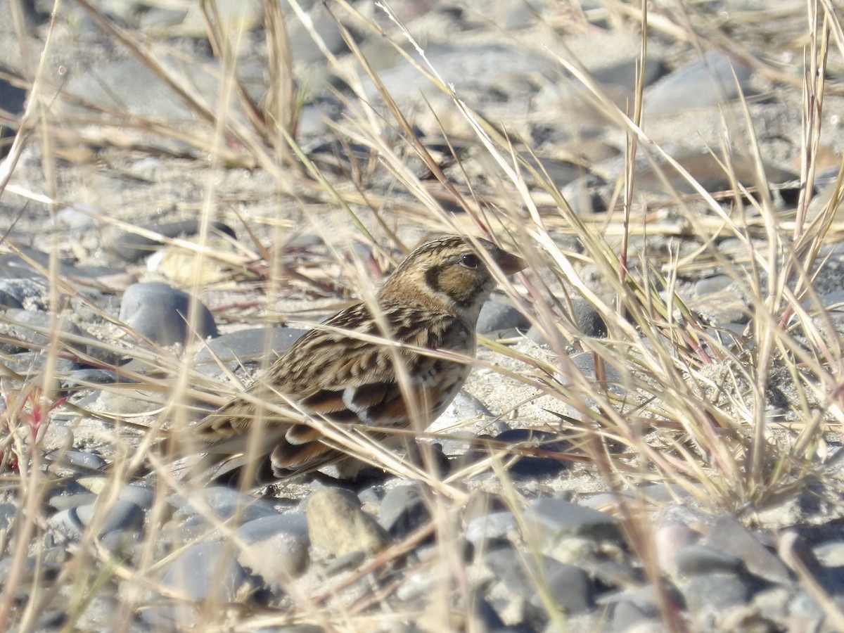 Lapland Longspur - ML643697477