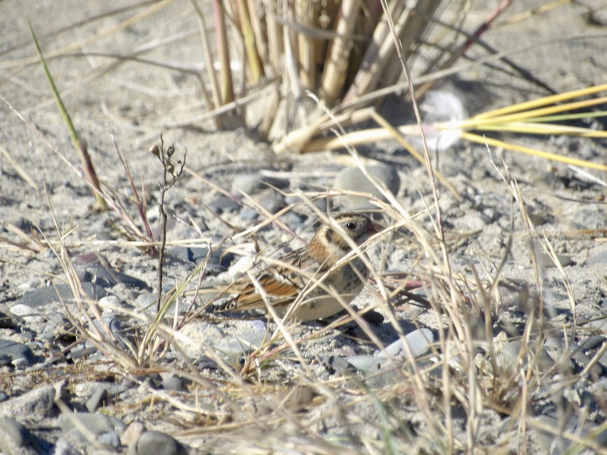 Lapland Longspur - ML643697478