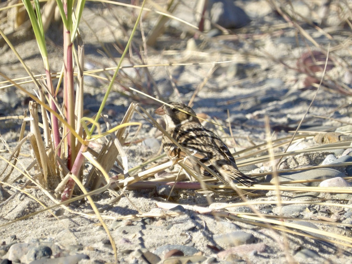 Lapland Longspur - ML643697479