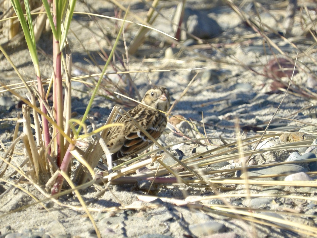 Lapland Longspur - ML643697480