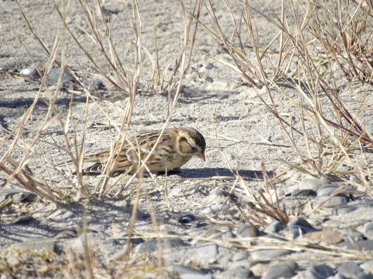 Lapland Longspur - ML643697481