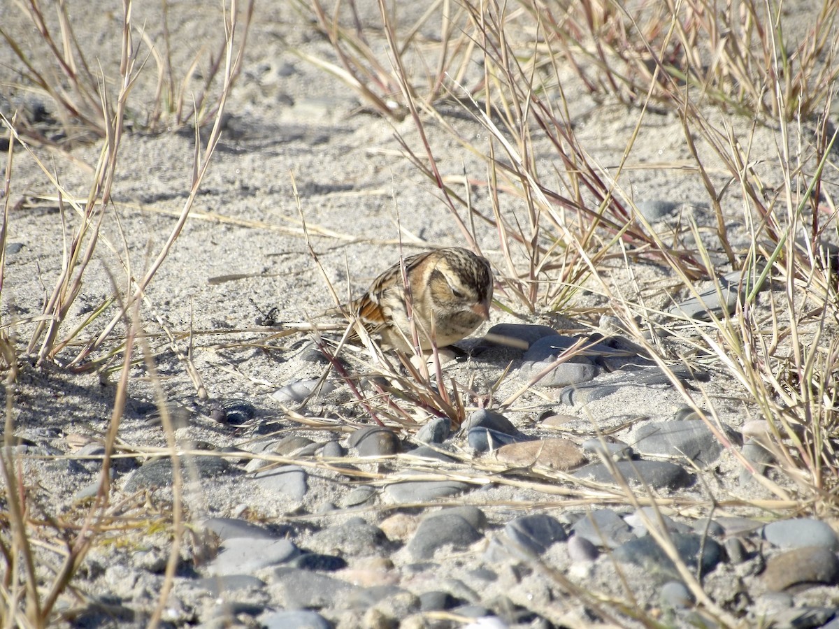 Lapland Longspur - ML643697482