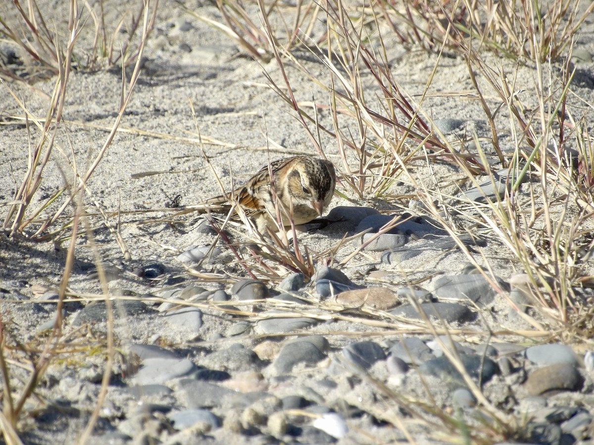 Lapland Longspur - ML643697483