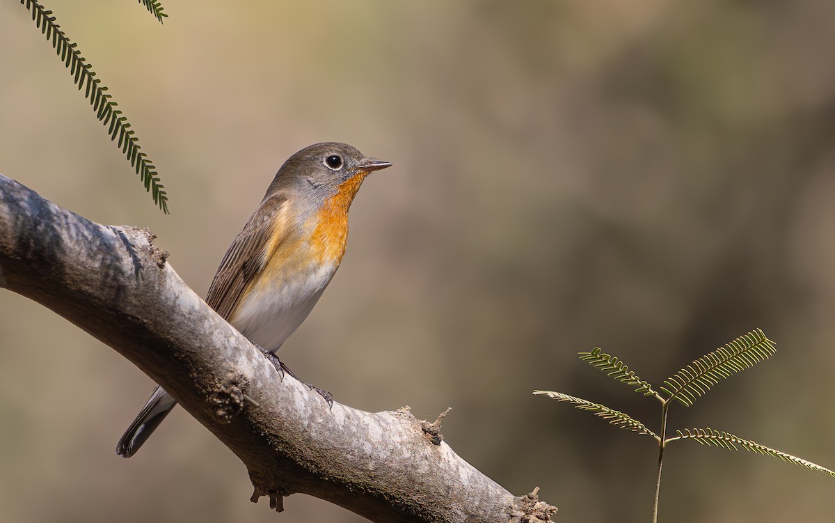 Red-breasted Flycatcher - ML643697490