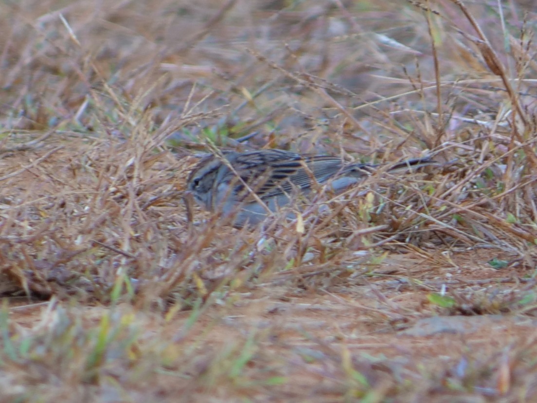 Chipping Sparrow - ML643697491