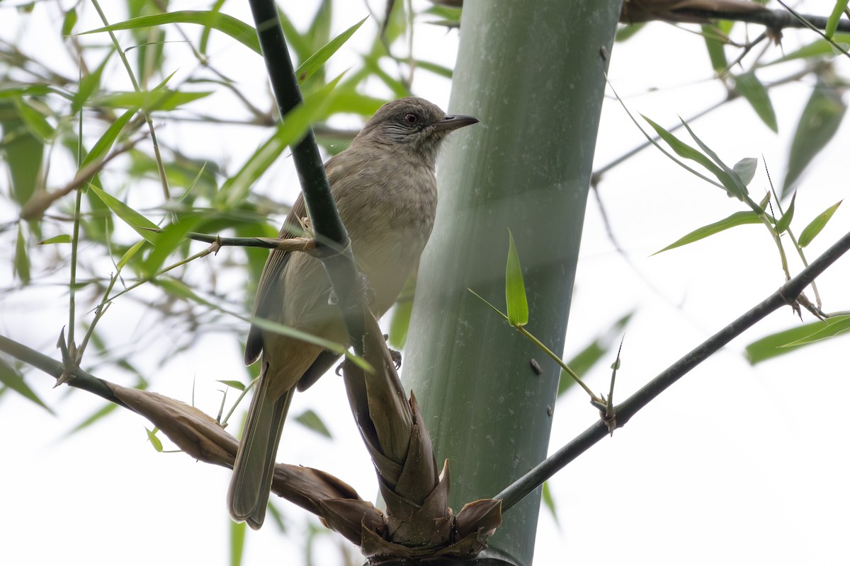 Ayeyarwady Bulbul - ML643697513