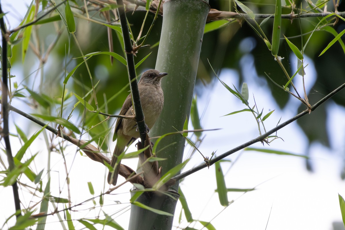 Ayeyarwady Bulbul - ML643697514