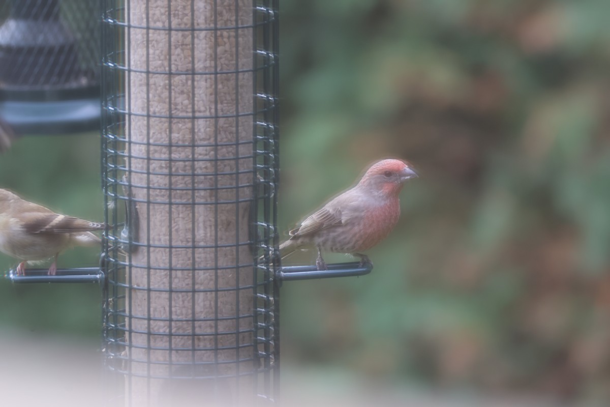 House Finch - ML643697538