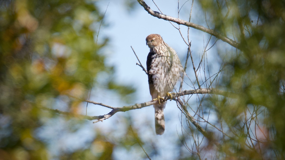 Cooper's Hawk - ML643697544