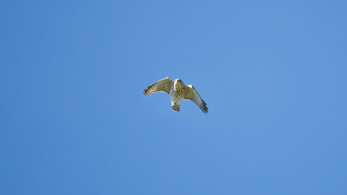 Cooper's Hawk - ML643697545