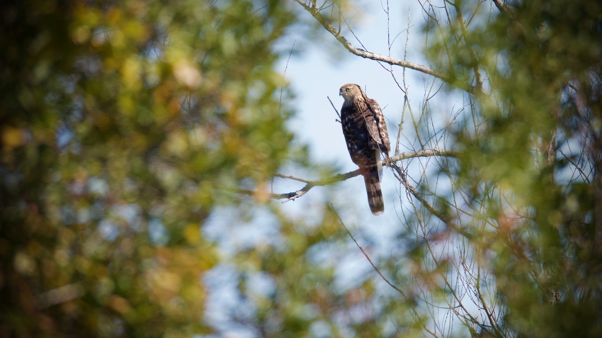 Cooper's Hawk - ML643697546