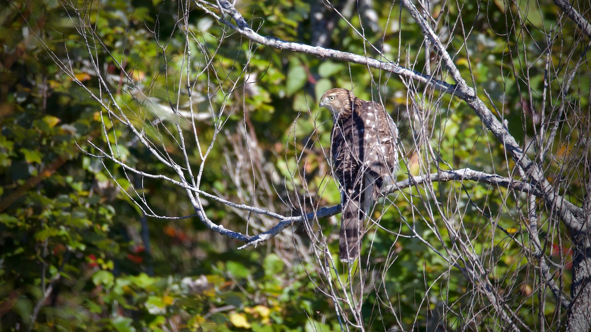 Cooper's Hawk - ML643697547