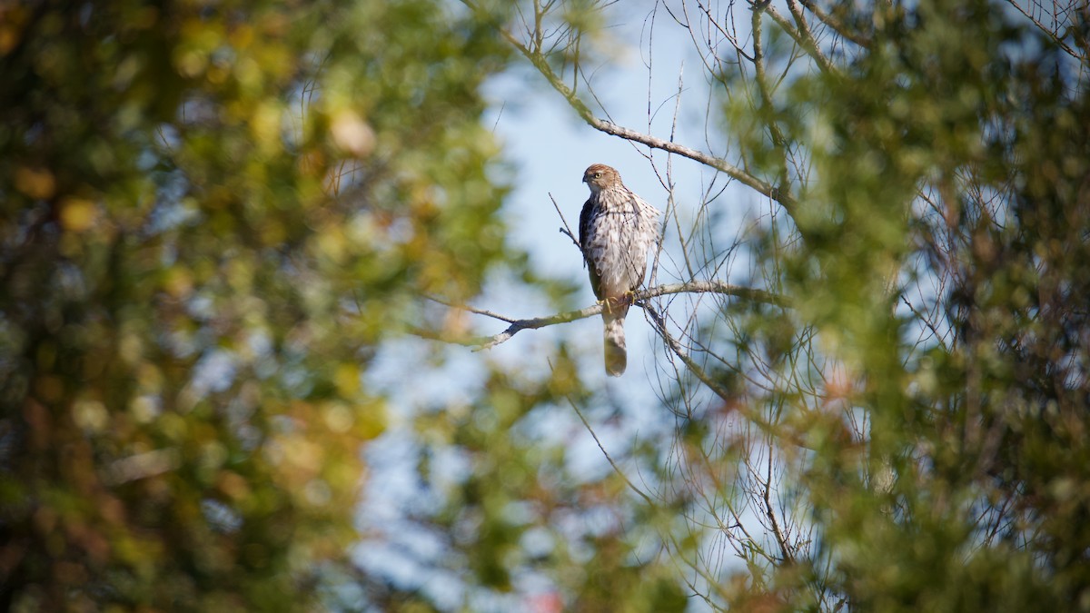Cooper's Hawk - ML643697548